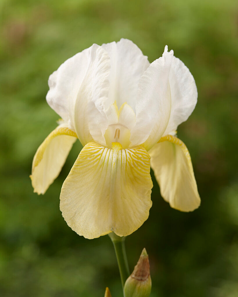 Tysk iris-Iris Germanica Pinnacle 1-pakning